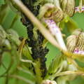 P5184758
